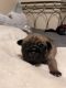 Pug Puppies for sale in Sequim, WA 98382, USA. price: $1,500