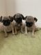 Pug Puppies for sale in Visalia, CA, USA. price: NA