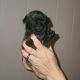 Pug Puppies for sale in Jasper, AL, USA. price: NA