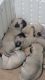 Pug Puppies for sale in Longwood, FL 32750, USA. price: $1,600