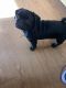 Pug Puppies for sale in YSLETA SUR, TX 79907, USA. price: $300