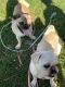 Pug Puppies for sale in Fairfield, CA 94533, USA. price: NA