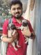 Pug Puppies for sale in HSR Layout, Bengaluru, Karnataka, India. price: 15000 INR