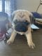 Pug Puppies for sale in West Suffield, CT 06093, USA. price: $1,800