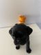 Pug Puppies for sale in Perris, CA, USA. price: $400