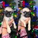 Pug Puppies for sale in Lockhart, TX 78644, USA. price: $600