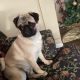 Pug Puppies for sale in Gettysburg, PA 17325, USA. price: $60,000