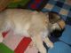 Pug Puppies for sale in Bloomington, MN, USA. price: $700