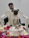 Pug Puppies for sale in Kota, Rajasthan, India. price: 7500 INR