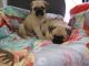 Pug Puppies for sale in Brandon, FL 33511, USA. price: NA
