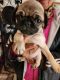 Pug Puppies for sale in West Orange, NJ 07052, USA. price: $700