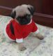 Pug Puppies for sale in San Antonio, TX 78205, USA. price: $400