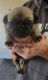 Pug Puppies for sale in Olin, NC 28660, USA. price: $1,200