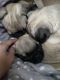 Pug Puppies for sale in Colorado Springs, CO, USA. price: $400