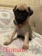 Pug Puppies for sale in Palm Bay, FL 32907, USA. price: $900