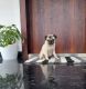 Pug Puppies for sale in Angamaly, Kerala, India. price: 13000 INR