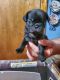 Pug Puppies for sale in Mechanicsville, VA 23111, USA. price: NA