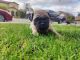 Pug Puppies for sale in Bakersfield, CA, USA. price: $450