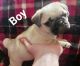 Pug Puppies for sale in Athens, TX, USA. price: $600