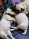 Pug Puppies for sale in Batavia, OH 45103, USA. price: NA