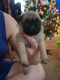 Pug Puppies for sale in Klamath Falls, OR, USA. price: $800