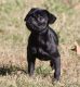 Pug Puppies for sale in Royse City, TX, USA. price: $1,500
