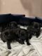 Pug Puppies for sale in Fort Worth, TX, USA. price: $800