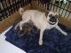 Pug Puppies for sale in Bartow, FL, USA. price: $2,250
