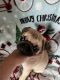 Pug Puppies for sale in Ozark, AR 72949, USA. price: $700,800