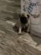 Pug Puppies for sale in New Orleans, LA, USA. price: $600