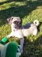 Pug Puppies for sale in Fontana, CA 92335, USA. price: $500