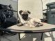 Pug Puppies for sale in Costa Mesa, CA, USA. price: $700