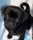 Pug Puppies for sale in Riverside, CA, USA. price: $500
