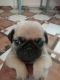 Pug Puppies for sale in Haldwani, Uttarakhand 263139, India. price: 16000 INR