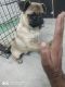 Pug Puppies for sale in Jaipur, Rajasthan, India. price: 10000 INR