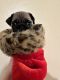 Pug Puppies for sale in Manteca, CA, USA. price: $900