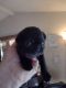 Pug Puppies for sale in Cottonwood, CA 96022, USA. price: $500