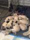 Pug Puppies for sale in Omaha, NE, USA. price: $1,500
