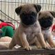 Pug Puppies for sale in Los Angeles, CA, USA. price: NA