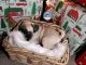 Pug Puppies for sale in Wilmington, Los Angeles, CA, USA. price: NA