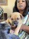 Pug Puppies for sale in Beaumont, TX, USA. price: $1,500