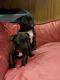Pug Puppies for sale in Federal Way, WA 98001, USA. price: NA
