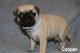 Pug Puppies for sale in Windsor, CT, USA. price: $1,000