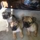 Pug Puppies for sale in 9076 Williams Ct, Fontana, CA 92335, USA. price: $300