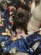 Pug Puppies for sale in Willmar, MN, USA. price: NA