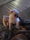 Pug Puppies for sale in Willmar, MN, USA. price: NA