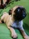Pug Puppies for sale in Paris, TX, USA. price: $800