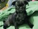 Pug Puppies for sale in Paris, TX, USA. price: $600
