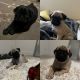 Pug Puppies for sale in Lakewood, WA, USA. price: $1,200
