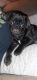 Pug Puppies for sale in Moscow, TN 38057, USA. price: $500